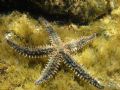 Marthasterias glacialis